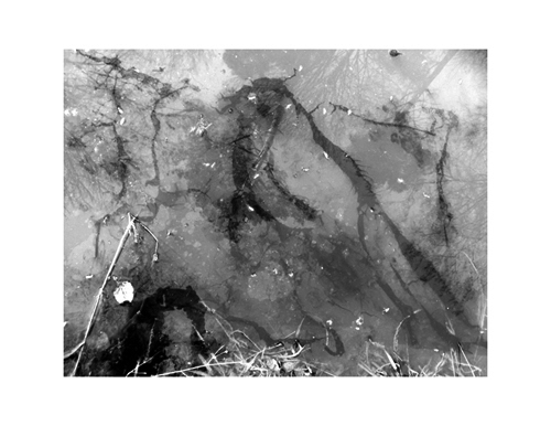 Projekt von Diana Kahn