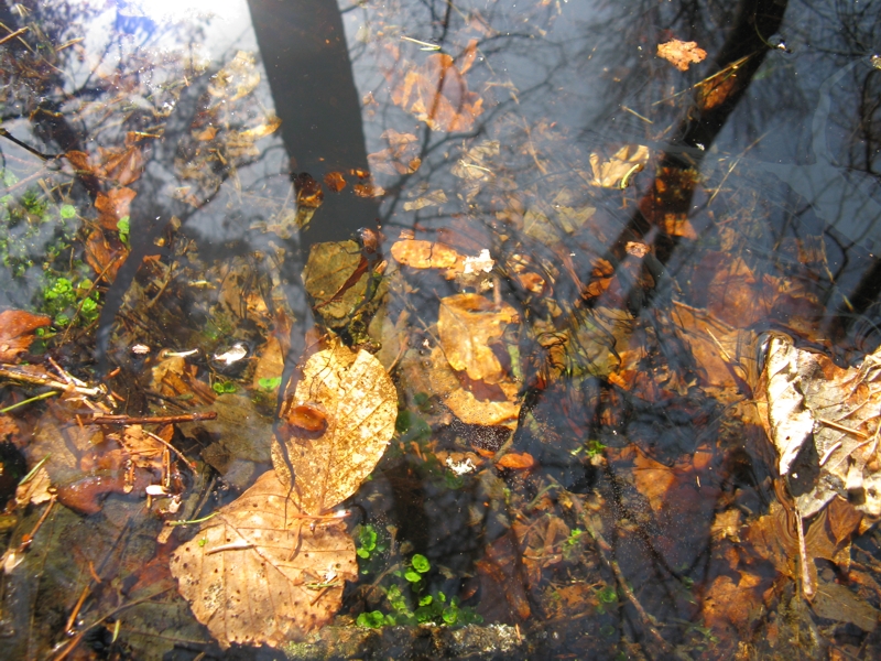 Projekt von Diana Kahn