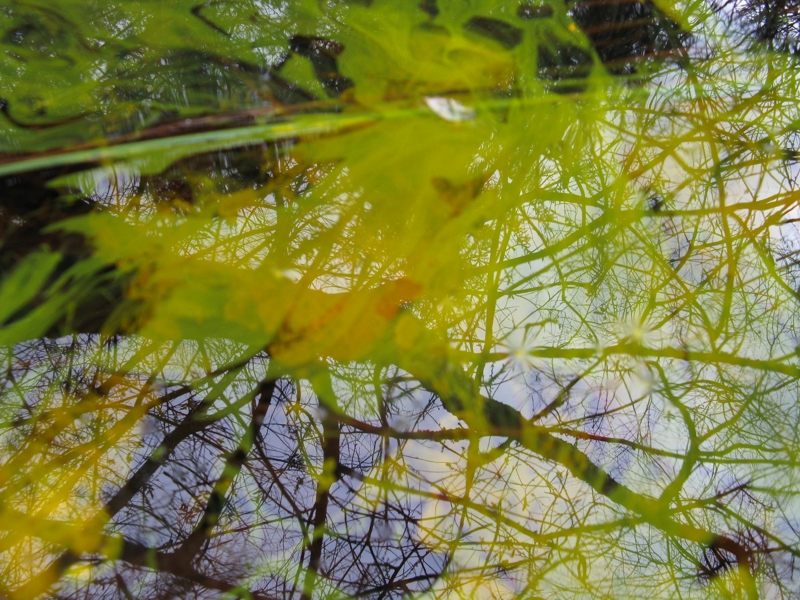 Projekt von Diana Kahn