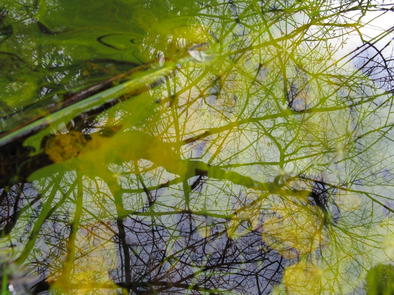 Projekt von Diana Kahn