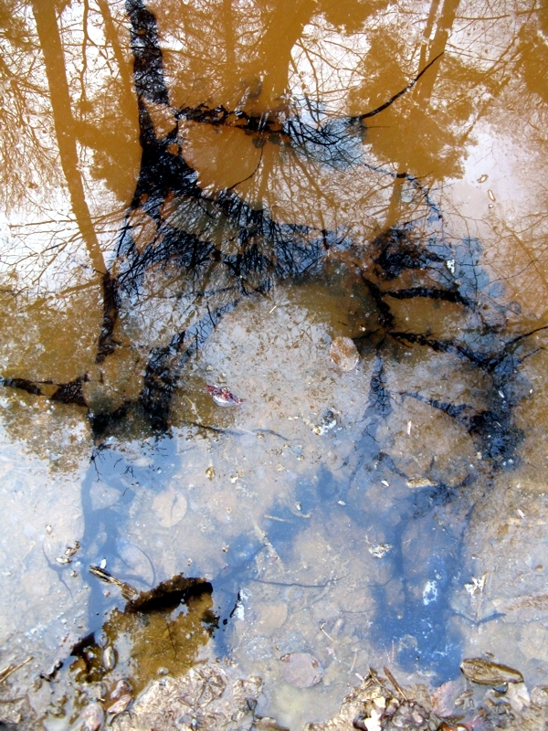 Projekt von Diana Kahn