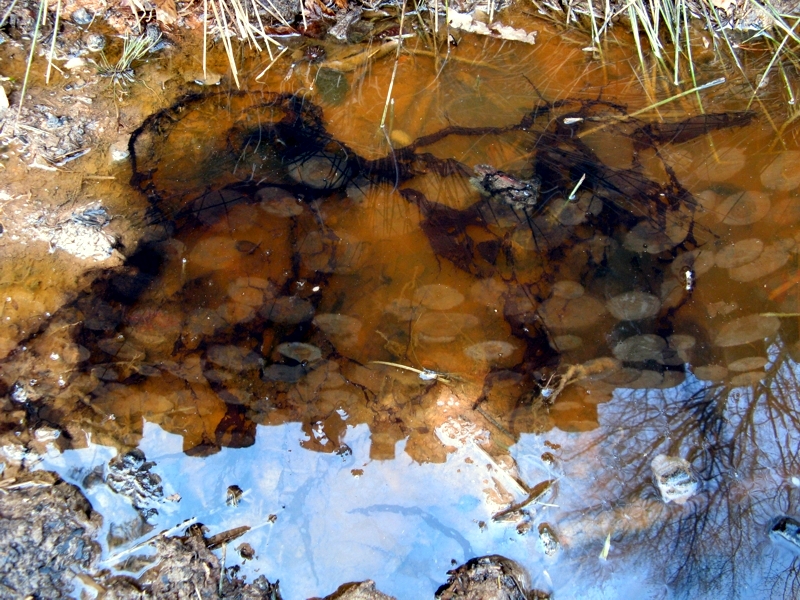 Projekt von Diana Kahn