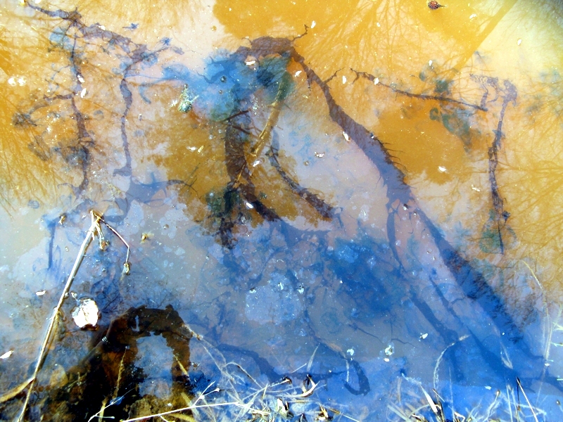 Projekt von Diana Kahn