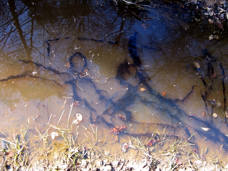 Projekt von Diana Kahn