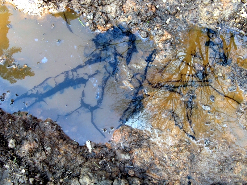 Projekt von Diana Kahn