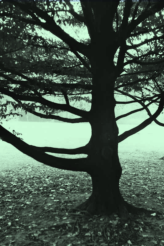 Projekt von Diana Kahn